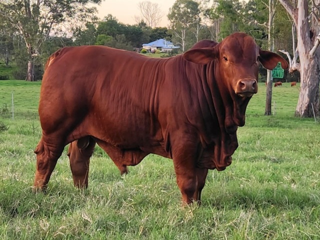 Bryvonlea Yarraman